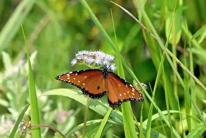 Gilippus: Queen Butterfly - male, distinguished from female