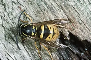 Queen: QUEEN COMMON WASP - Queen after Hibernation - March