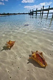 Shellfish: Queen Conch
