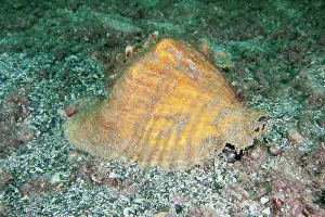 Gigas: Queen Conch