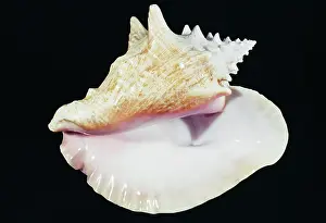 Strombus: Queen Conch Shell