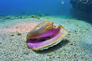 Roatan: Queen Conch shell (Strombus gigas), Roatan, Honduras