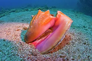 Roatan: Queen Conch shell (Strombus gigas), Roatan, Honduras