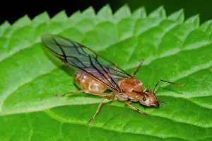 Queen: Queen Green Tree Ant