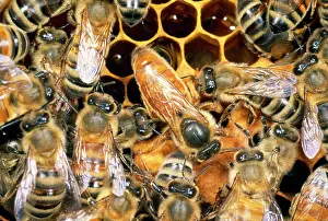 Hives: Queen Honey Bee - with attendant workers