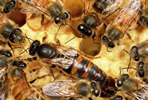 Hives: Queen Honey Bee with workers - with clipped wings