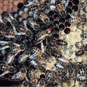 Queen: Queen Honeybee marked - with attendant workers
