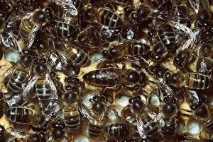Queen: QUEEN HONEYBEE - Surrounded by workers