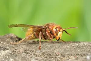 Hornets: Queen Hornet