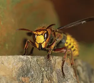 Vespa: Queen hornet