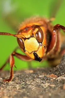 Hornets: Queen Hornet - defensive stance