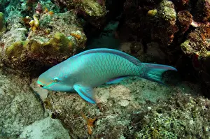 Scarus: Queen Parrotfish (Scarus vetula), Bonaire