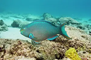 Scarus: Queen Parrotfish (Scarus vetula), Bonaire