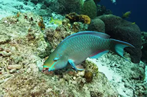 Scarus: Queen Parrotfish (Scarus vetula), Bonaire