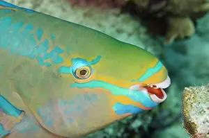 Scarus: Queen Parrotfish (Scarus vetula), Bonaire