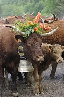 Materials: Queen of Salers cows Transhumance Vosges France