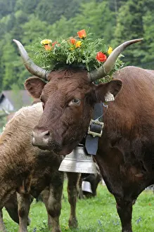Materials: Queen of Salers cows Transhumance Vosges France