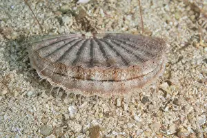Queen: Queen scallop (Aequipecten opercularis) on sandy