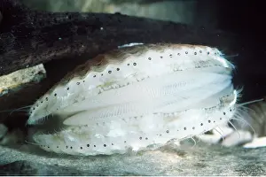 Scallops: QUEEN SCALLOP - showing gills and eyespots on edge