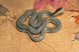 Harmless: Queen Snake