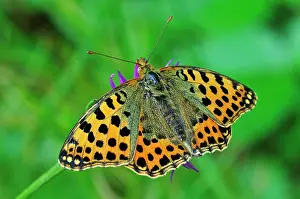 Fritillaries: Queen of Spain Fritillary