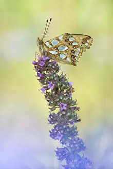 Lathonia: Queen of Spain Fritillary