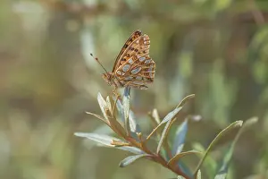 Lathonia: Queen of Spain Fritillary
