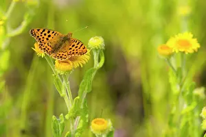 Unidentified: Queen of Spain Fritillary