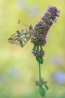Gender: Queen of Spain Fritillary