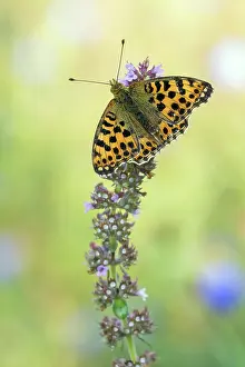 Gender: Queen of Spain Fritillary
