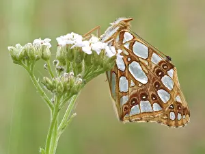 Gender: Queen of Spain Fritillary