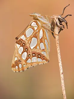 Gender: Queen of Spain Fritillary