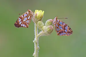 Alpujarras: Queen of Spain Fritillary