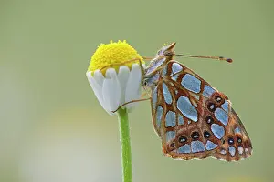 Alpujarras: Queen of Spain Fritillary
