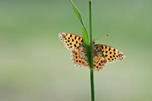 Alpujarras: Queen of Spain Fritillary