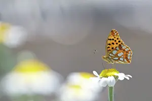 Alpujarras: Queen of Spain Fritillary