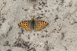 Lathonia: Queen of Spain Fritillary
