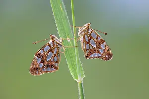 Alpujarras: Queen of Spain Fritillary