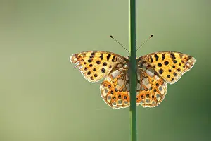Alpujarras: Queen of Spain Fritillary