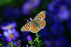 Fritillaries: Queen of Spain Fritillary Butterfly on autumn Aster