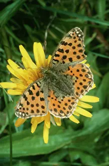 Lathonia: Queen of Spain FRITILLARY Butterfly - female, late Autumn
