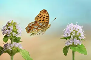 Lathonia: Queen of Spain fritillary (Issoria lathonia) in