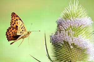 Lathonia: Queen of Spain fritillary (Issoria lathonia), in
