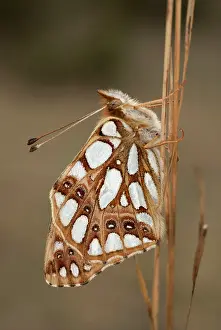 Queen: Queen of Spain Fritillary (Issoria lathonia)