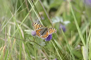 Lepidopteran: Queen of Spain fritillary (Issoria lathonia)