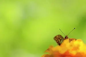 Lathonia: Queen of Spain Fritillary (Issoria lathonia) feeding