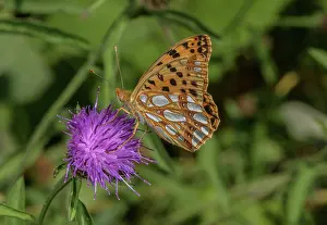 Queen: Queen of Spain fritillary, Issoria lathonia, sum