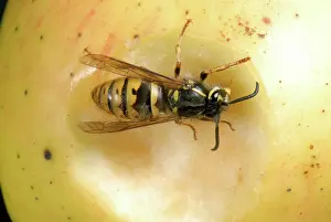 Vespidae: Queen wasp on an apple