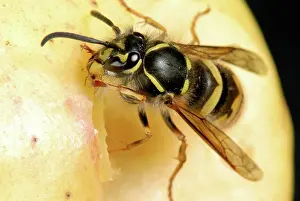 Vespidae: Queen wasp on an apple
