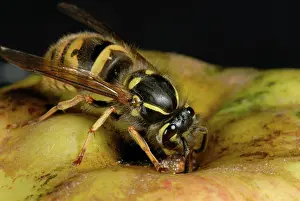 Vespidae: Queen wasp on an apple